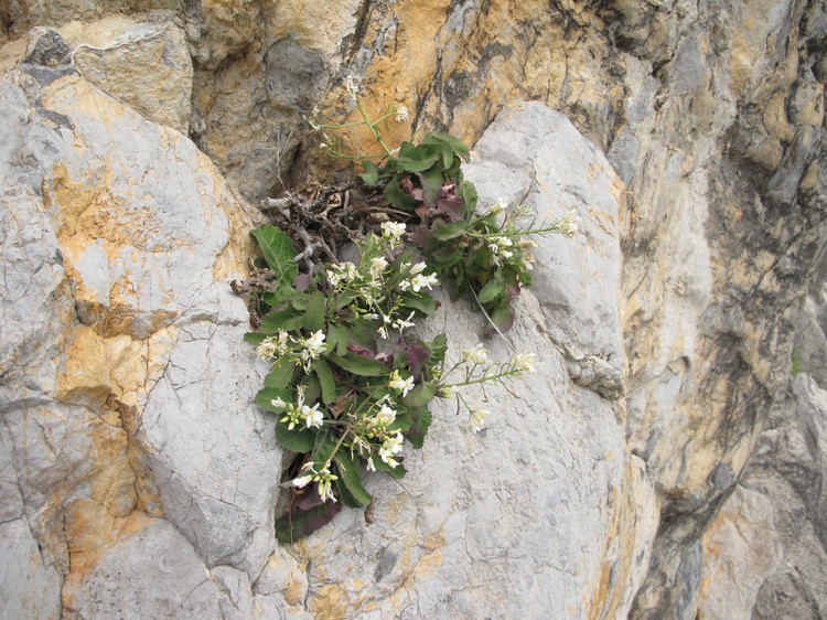Brassica insularis